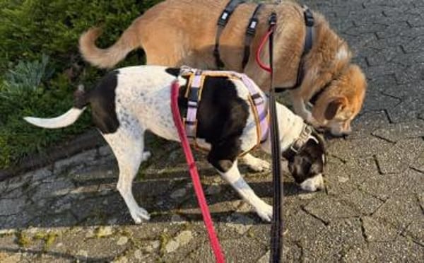 Treue Hundeseele Silvana