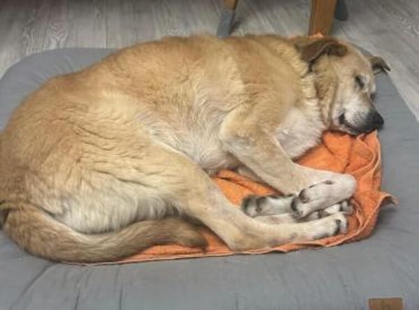 Treue Hundeseele Silvana