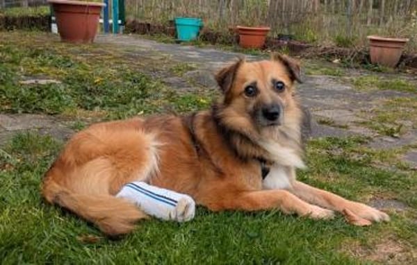 DIDRIK-hübscher Rüde-blinder Purzel-