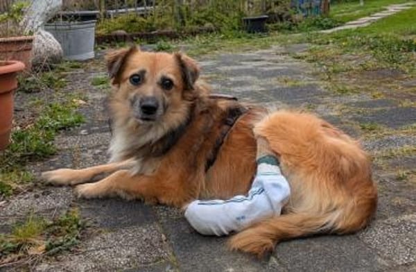 DIDRIK-hübscher Rüde-blinder Purzel-