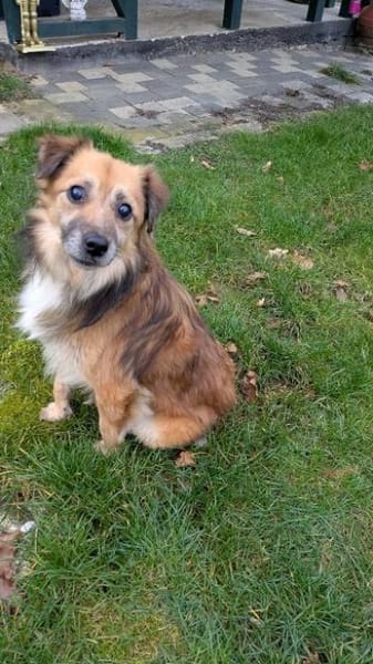 DIDRIK-hübscher Rüde-blinder Purzel-