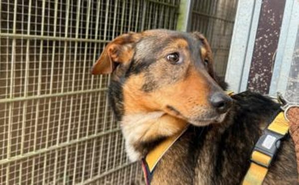 Rocket möchte in seine Zukunft starten!