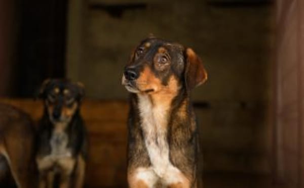 Rocket möchte in seine Zukunft starten!