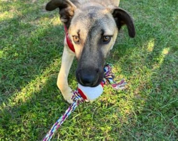 Fuchur sitzt auf gepackten Köfferchen