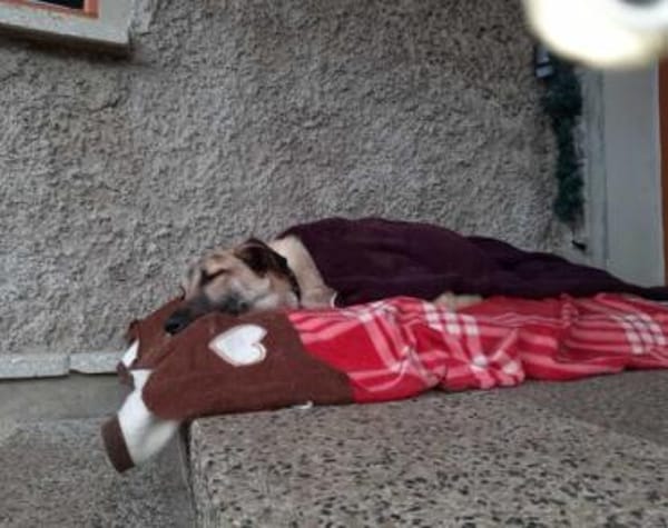 Fuchur sitzt auf gepackten Köfferchen