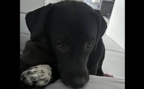 Mokka sucht ein neues Zuhause