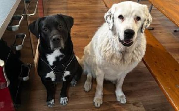 Mokka sucht ein neues Zuhause