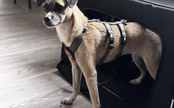 Payton sucht ihr perfect match