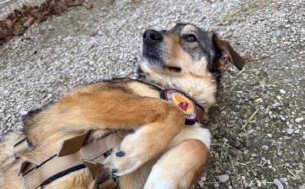 Gibst du Gisberti ein weiches Körbchen?