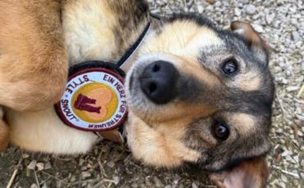 Gibst du Gisberti ein weiches Körbchen?