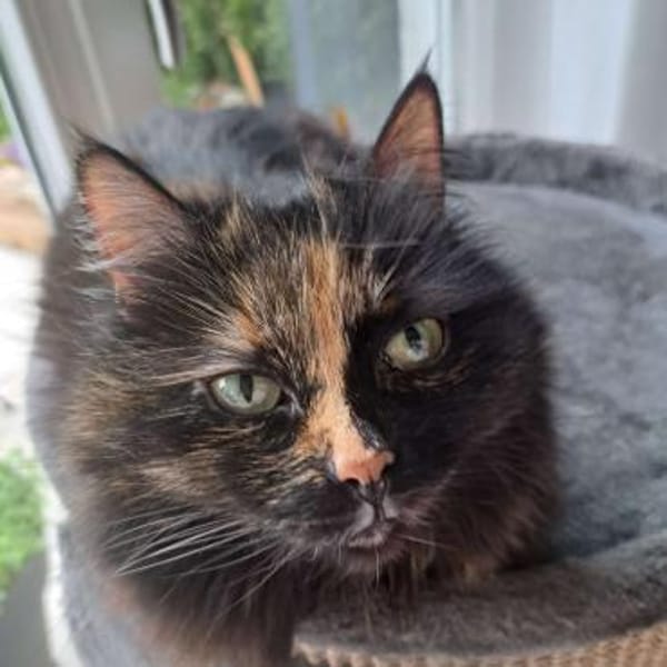 ihre Hoheit Frau Flausch in WI