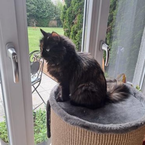 ihre Hoheit Frau Flausch in WI