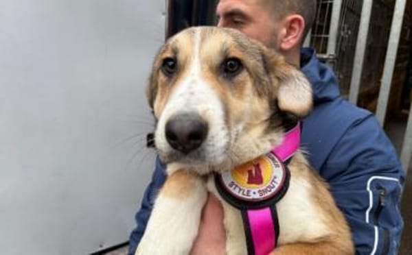 Darf Hena bei dir einziehen?