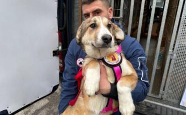 Darf Hena bei dir einziehen?