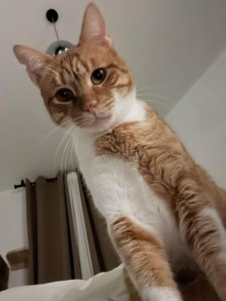 Freundlicher ime (Simon)