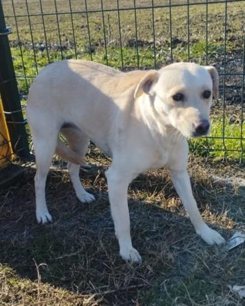 Piruett sucht liebevolle Menschen