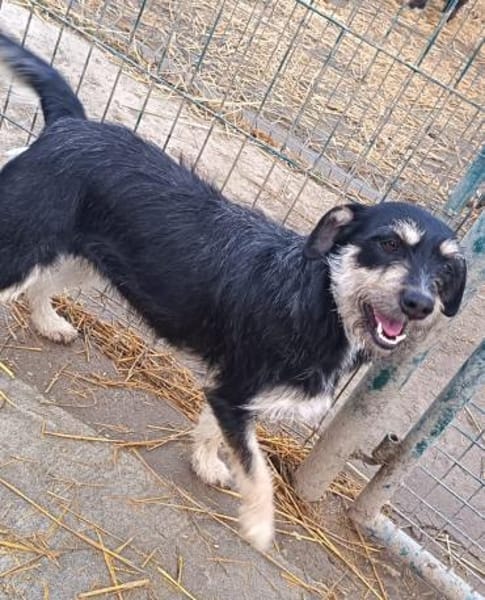 Lolita sucht ihr Zuhause für immer