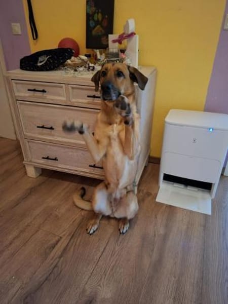 Molly DE - lieb, aktiv, verträglich