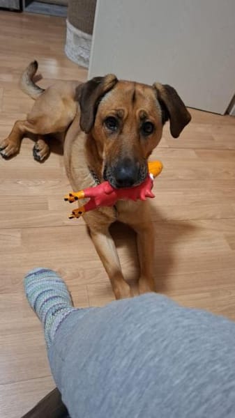 Molly DE - lieb, aktiv, verträglich