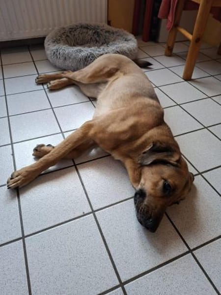 Molly DE - lieb, aktiv, verträglich