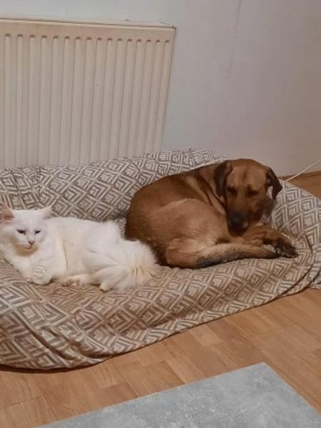 Molly DE - lieb, aktiv, verträglich