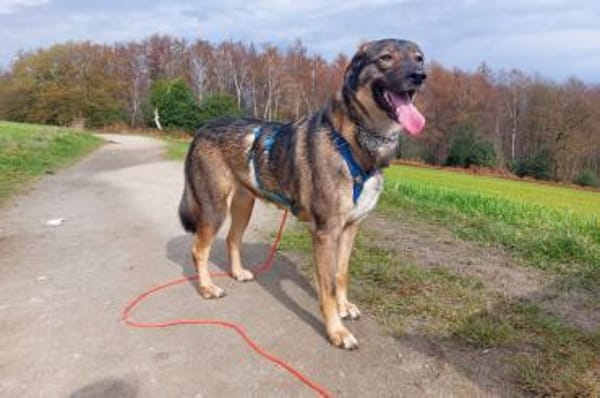 Kassandra sucht ihren Herzensmenschen