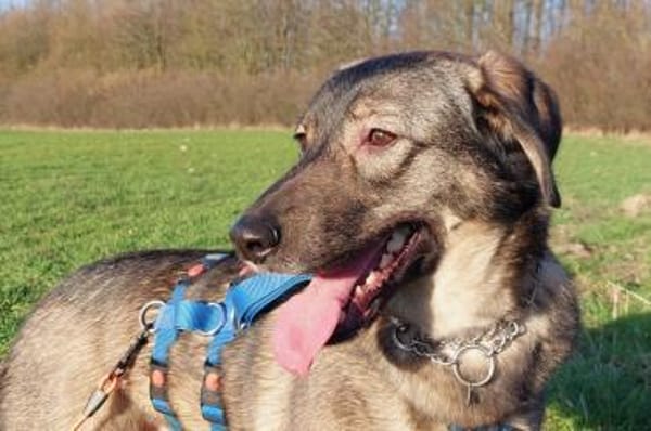 Kassandra sucht ihren Herzensmenschen