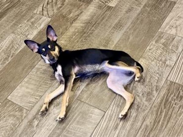 Maya jetzt quält Dich keiner mehr!