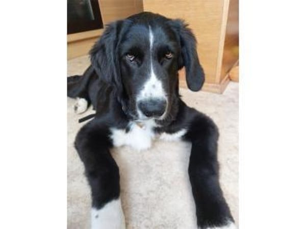 Finnick - wartet in 36419 Geisa