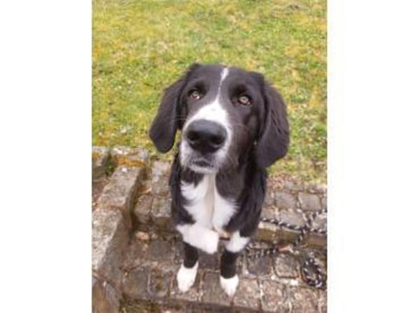 Finnick - wartet in 36419 Geisa