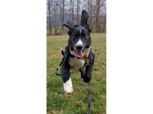 Finnick - wartet in 36419 Geisa