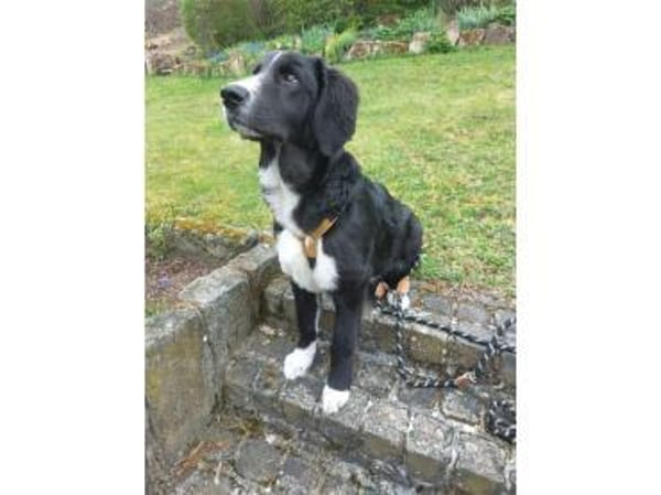 Finnick - wartet in 36419 Geisa