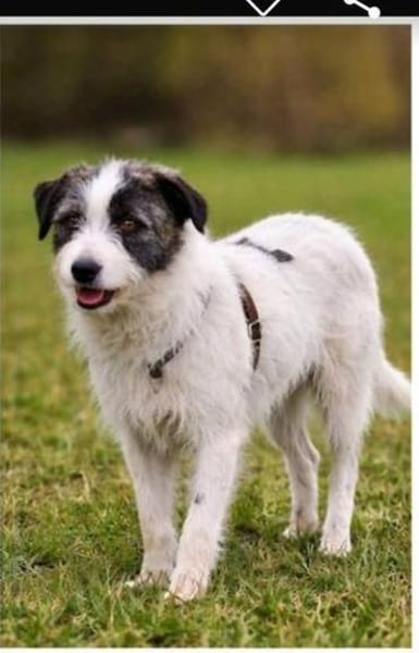 Sanfte Snickers🌺 sucht ruhiges Heim