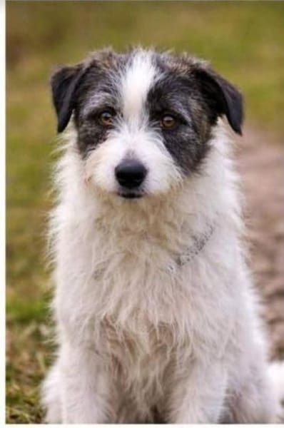 Sanfte Snickers🌺 sucht ruhiges Heim