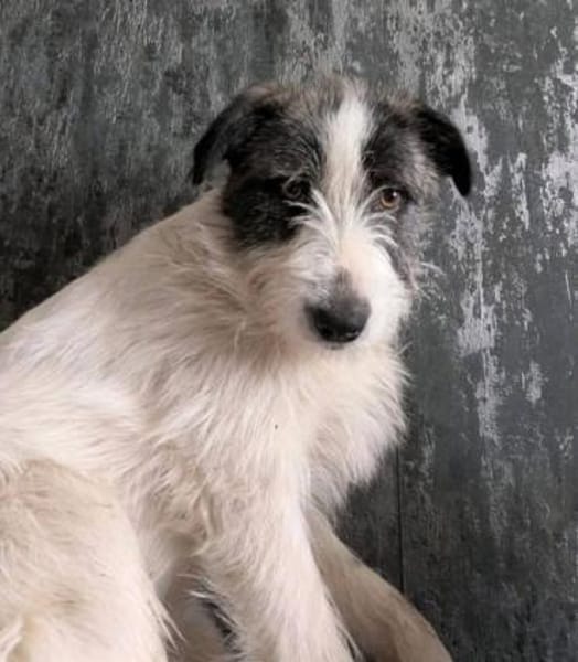 Sanfte Snickers🌺 sucht ruhiges Heim