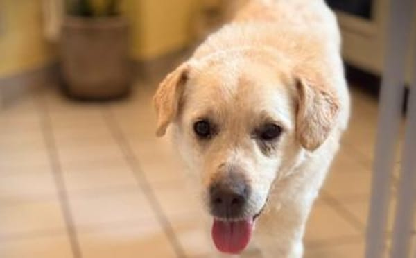 Aufmerksamer und freundlicher Lonni