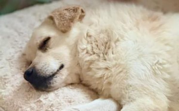 Aufmerksamer und freundlicher Lonni