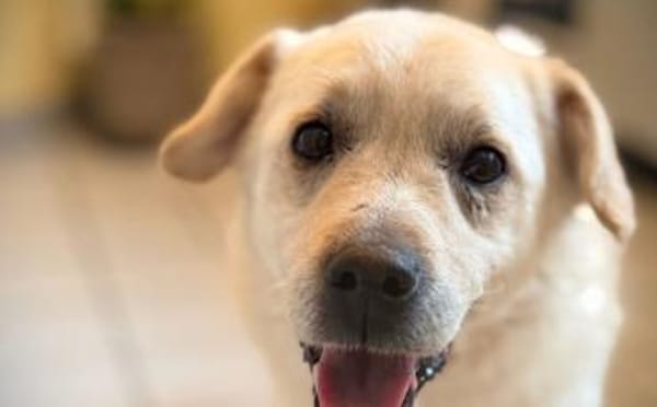 Aufmerksamer und freundlicher Lonni