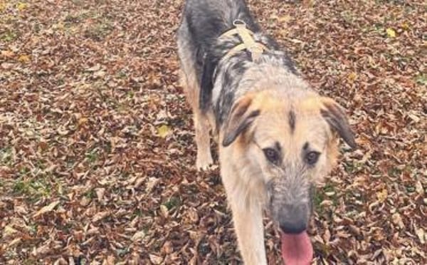 Zuhause gesucht für Cornel