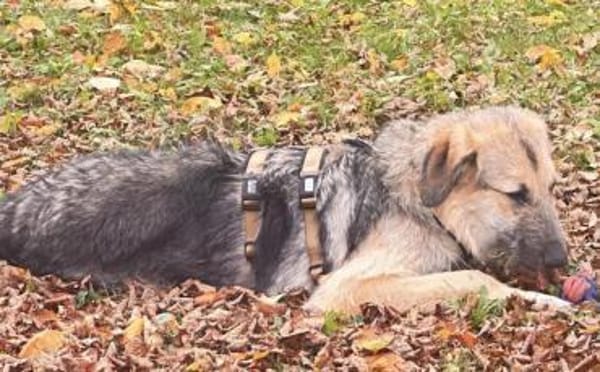 Zuhause gesucht für Cornel