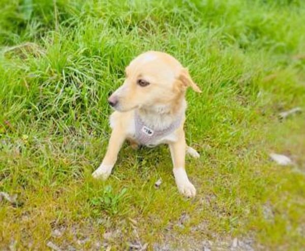 Savanna ein zierliches kleines Mädchen