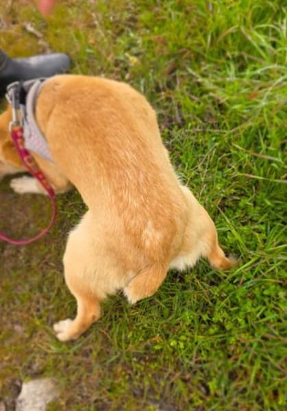 Savanna ein zierliches kleines Mädchen