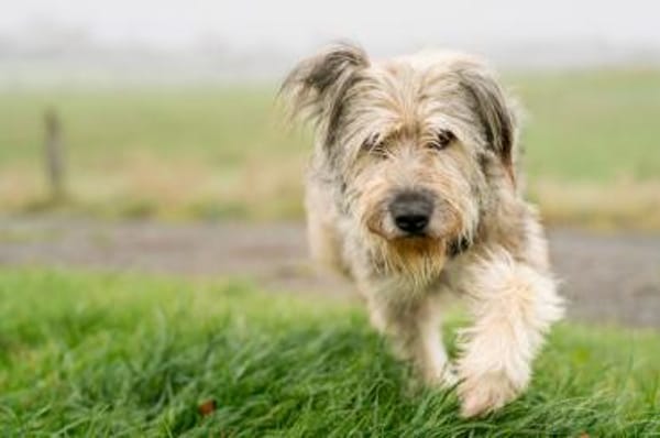 Wuschelhündin Marianne