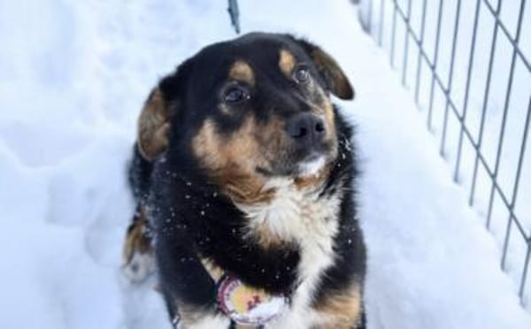 Pepe sucht ein aktives Zuhause