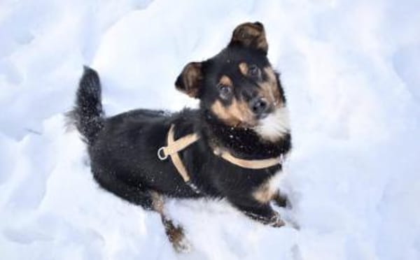 Pepe sucht ein aktives Zuhause