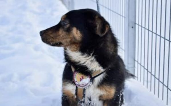 Pepe sucht ein aktives Zuhause