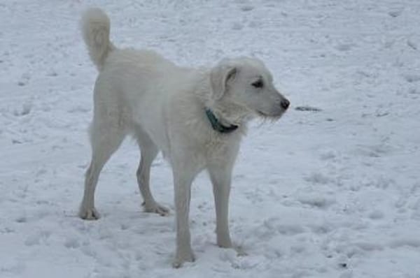 Uriel Bianco - wartet in 39615 Seehausen