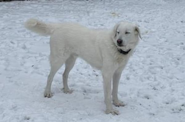 Uriel Bianco - wartet in 39615 Seehausen