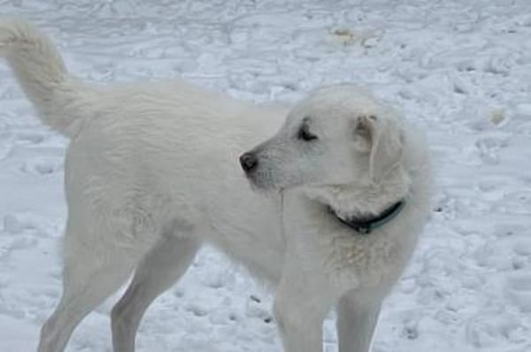 Uriel Bianco - wartet in 39615 Seehausen