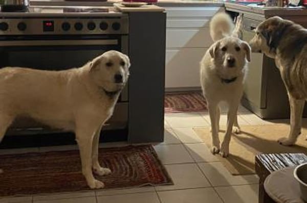 Uriel Bianco - wartet in 39615 Seehausen